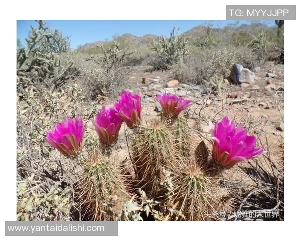 藏族美女与足球明星的浪漫爱情故事在草原上绽放出绚丽的花朵 藏族美女与足球明星的浪漫爱情故事在草原上绽放出绚丽的花朵